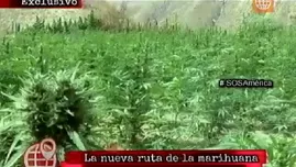 	<p>Say&aacute;n: la nueva ruta del narcotr&aacute;fico y la marihuana.</p>