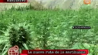 	Say&aacute;n: la nueva ruta del narcotr&aacute;fico y la marihuana.