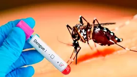 Dengue: Empresa crea prototipo de sapo para combatir la enfermedad