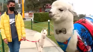 TikTok: Joven pasea a su alpaca bebé en centro comercial de Lima como mascota y se vuelve viral